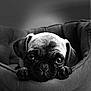 dog, puppy, pug, pet_bed, close_up, black_and_white, cute, animal, portrait, resting, soft_texture, indoor, young_dog, looking_at_camera, small_dog, adorable, snout, ears, paws, cozy