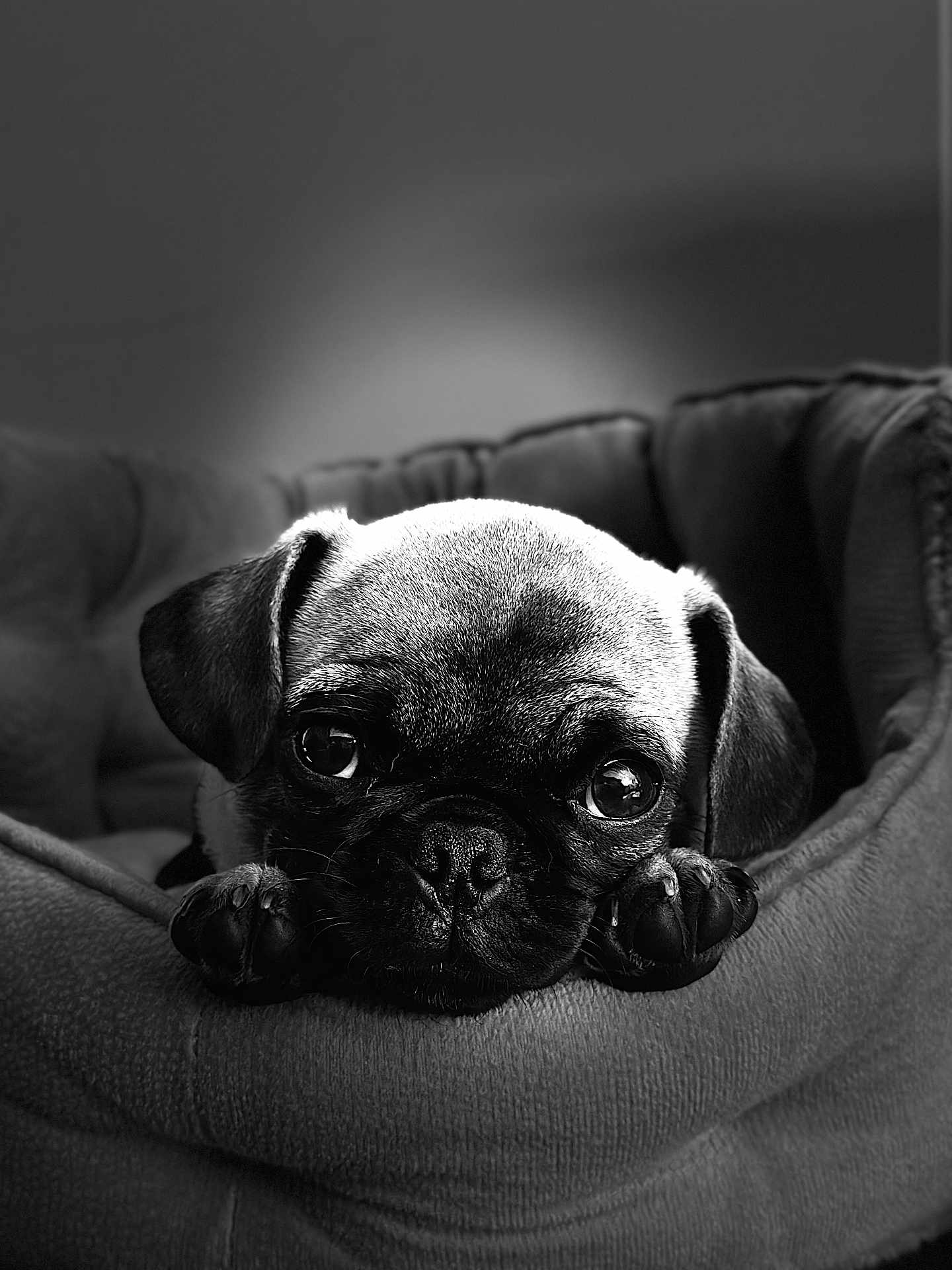 Potato joined the competition — help win amazing prizes! dog, puppy, pug, pet_bed, close_up, black_and_white, cute, animal, portrait, resting, soft_texture, indoor, young_dog, looking_at_camera, small_dog, adorable, snout, ears, paws, cozy