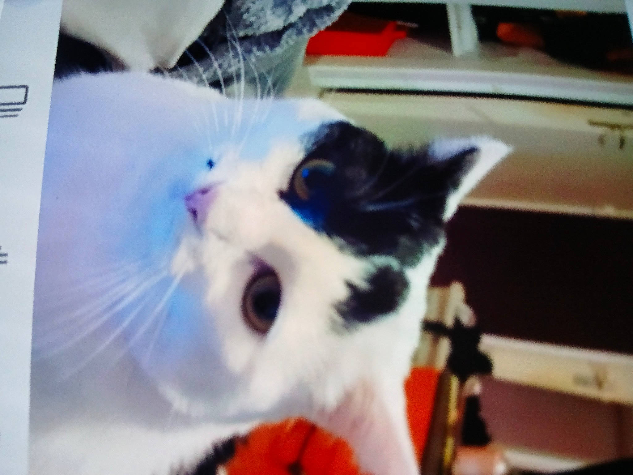 Nena participe au concours pour gagner de l'argent avec cette photo : carnivore, cat, domestic_short_haired_cat, fang, felidae, fur, paw, photo_caption, small_to_medium_sized_cats, snout, tail, terrestrial_animal, whiskers