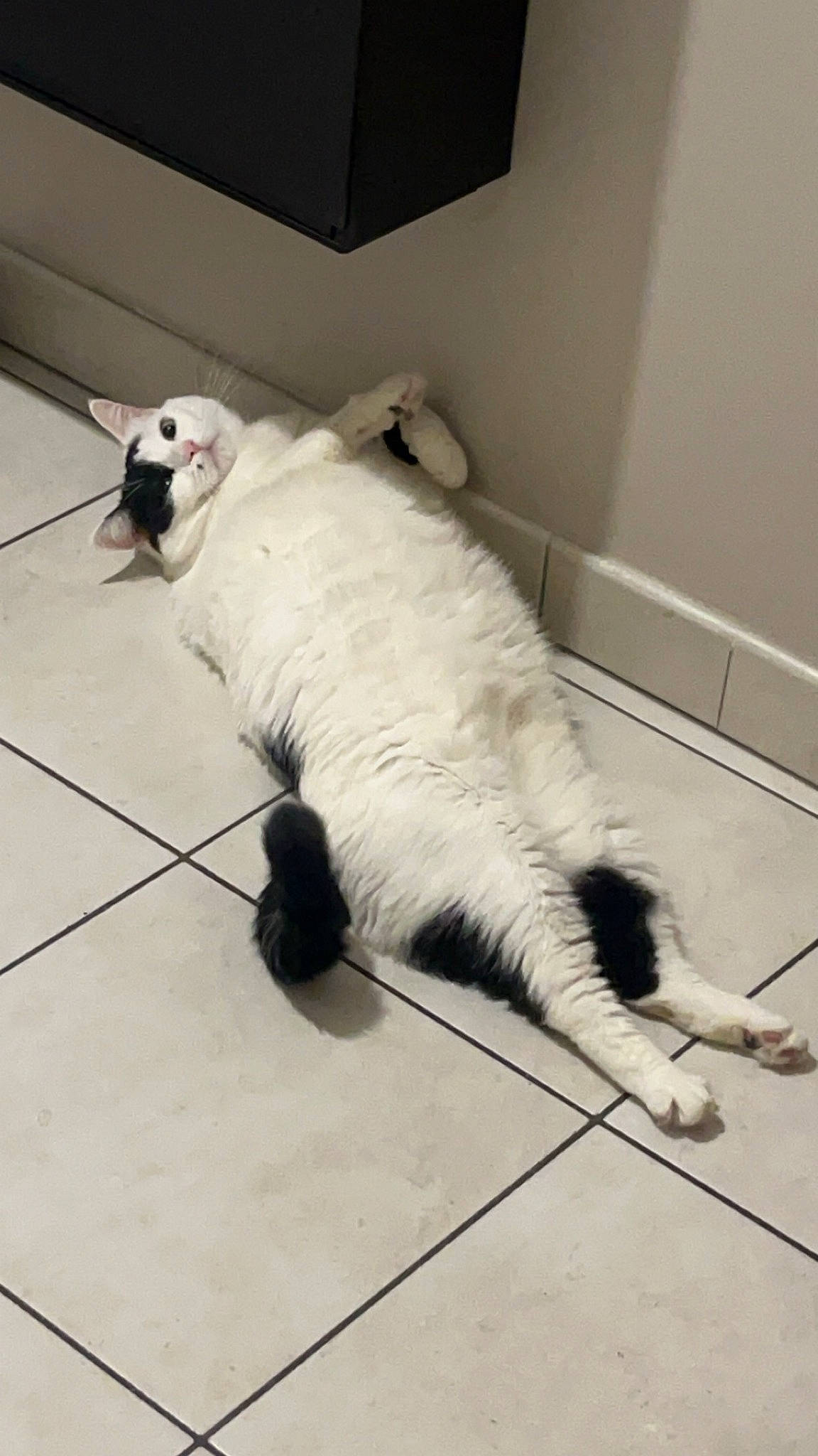 Nena participe au concours pour gagner de l'argent avec cette photo : carnivore, cat, claw, comfort, companion_dog, dog_breed, domestic_short_haired_cat, felidae, floor, flooring, foot, fur, hardwood, human_leg, paw, small_to_medium_sized_cats, snout, tail, terrestrial_animal, whiskers