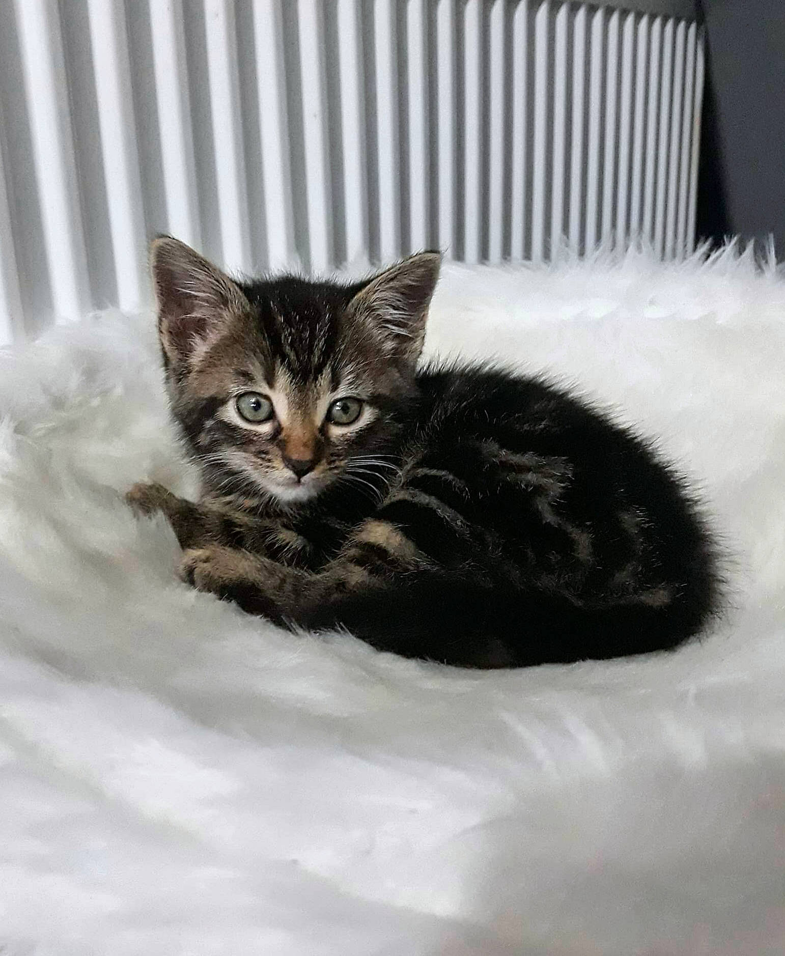 Arlo is registered to the contest to win money with this photo: carnivore, cat, cat_supply, claw, comfort, domestic_short_haired_cat, door, felidae, fur, paw, sitting, small_to_medium_sized_cats, snout, tail, terrestrial_animal, whiskers, wildlife, window