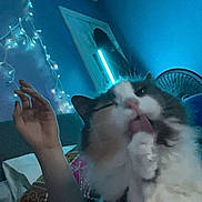 Millie is registered to the contest to win money with this photo: cat, feline, licking, fluffy, indoor, bedroom, string_lights, blue_wall, human_arm, fan, cozy, relaxed, pet, animal, whiskers, fur, paw, casual, night, home