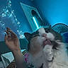 cat, feline, licking, fluffy, indoor, bedroom, string_lights, blue_wall, human_arm, fan, cozy, relaxed, pet, animal, whiskers, fur, paw, casual, night, home