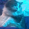 Millie joined the competition — help win amazing prizes! cat, fluffy_cat, bed, blanket, blue_light, indoor, relaxing, feline, pet, domestic_animal, fur, resting, comfort, cozy, animal, whiskers, sleepy, home, window, curtains