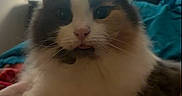 Millie joined the competition — help win amazing prizes! cat, fluffy, indoor, pet, animal, feline, fur, whiskers, lamp, bedroom, blanket, cozy, comfort, closeup, face, ears, nose, eyes, home, furniture