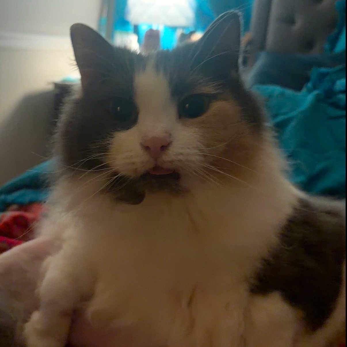 Millie