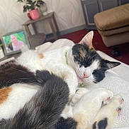 Milka participe au concours pour gagner de l'argent avec cette photo : bedroom, blanket, cabinet, calico_cat, carpet, cat, close_up, couch, cozy, feline, framed_photo, indoor, ottoman, paws, pet, plant, relaxing, sleeping, tail, whiskers
