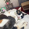bedroom, blanket, cabinet, calico_cat, carpet, cat, close_up, couch, cozy, feline, framed_photo, indoor, ottoman, paws, pet, plant, relaxing, sleeping, tail, whiskers