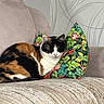 Milka a rejoint le concours — aidez-le/la à gagner de superbes lots ! calico_cat, cat, cozy, cushion, domestic, floral_pillow, fur, home_interior, living_room, pattern, paw, pet, portrait, relaxed, resting, sleeping, sofa, upholstery, wallpaper, whiskers