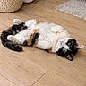 animal, basket, belly_up, calico_cat, cat, cozy, cute, domestic, feline, floor, fur, green_eyes, home, indoor, lying_down, pet, relaxed, rug, whiskers, wooden_floor