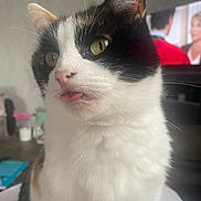 Choupette a rejoint le concours — aidez-le/la à gagner de superbes lots ! animal, blurred_background, calico_cat, cat, close_up, cute, domestic_cat, face, feline, fur, household, indoor, looking_away, pet, playful, portrait, television, tongue_out, whiskers, yellow_eyes