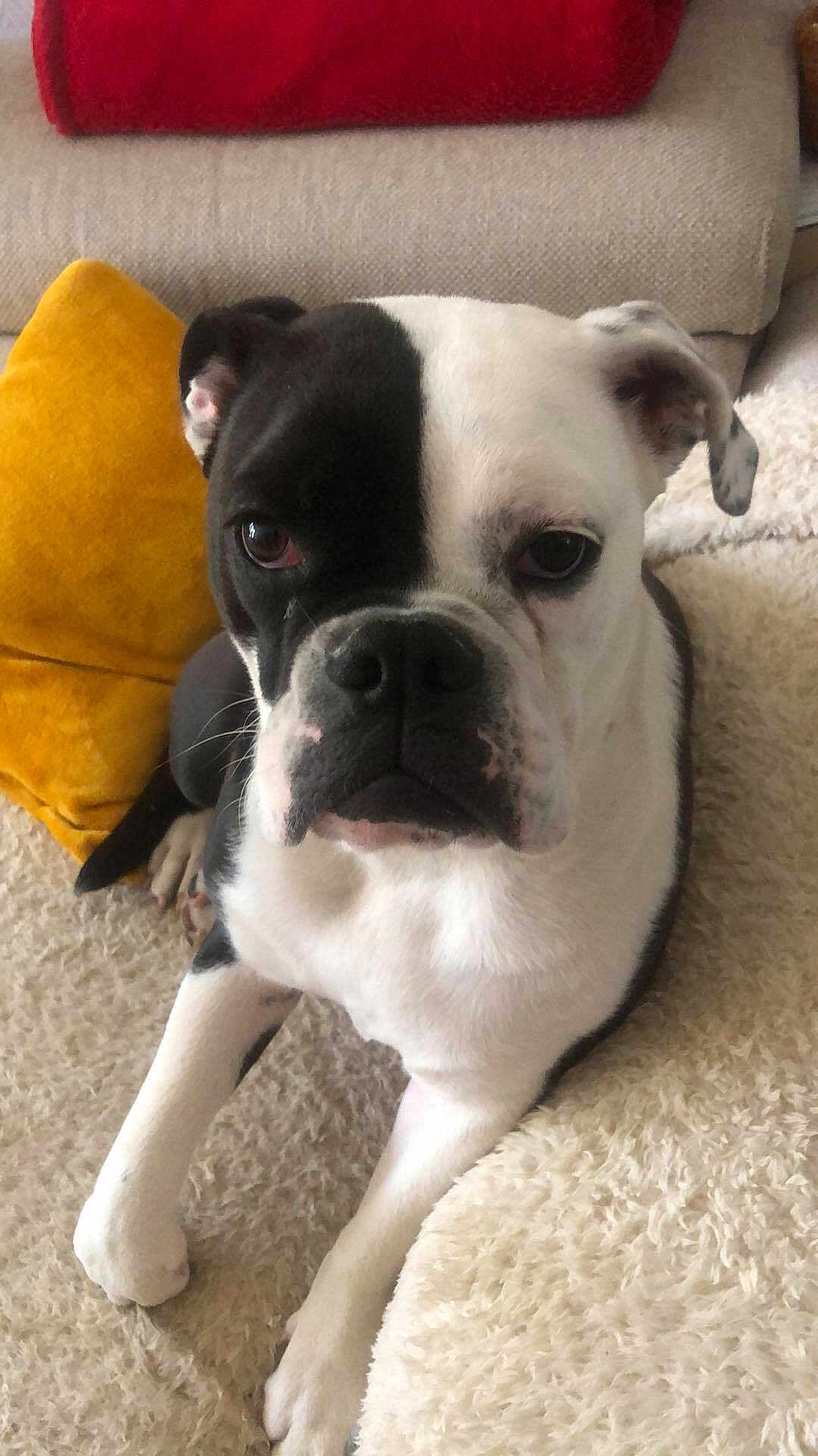 Vic