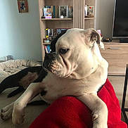 Vic participe au concours pour gagner de l'argent avec cette photo : black_spot, blanket, books, bookshelf, bulldog, close_up, dog, dog_bed, home_decor, indoor, living_room, paw, pet, portrait, red_blanket, relaxed, television, tv_stand, white_dog, wooden_furniture