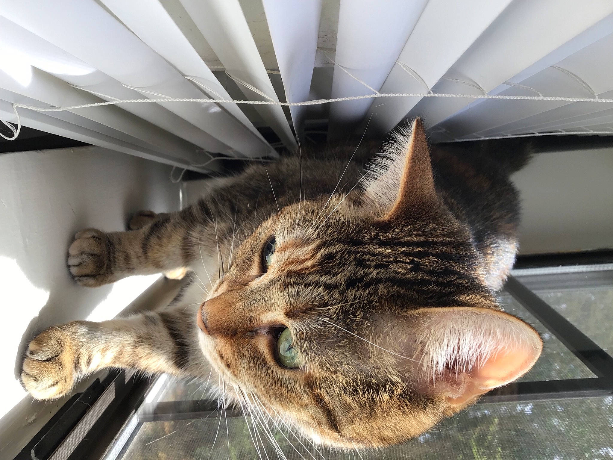 Kp is registered to the contest to win money with this photo: carnivore, cat, claw, comfort, domestic_short_haired_cat, ear, felidae, fur, lap, metal, nap, paw, sitting, small_to_medium_sized_cats, snout, tail, whiskers, window