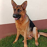 Hanna is registered to the contest to win money with this photo: animal, ball, canine, dog, field, football, germanshepherd, grass, grassland, green, lawn, nature, outdoors, pet, plant, policedog, puppy, soccer, soccerball, yard