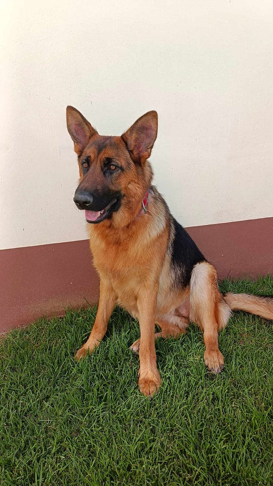 Hanna is registered to the contest to win money with this photo: animal, ball, canine, dog, field, football, germanshepherd, grass, grassland, green, lawn, nature, outdoors, pet, plant, policedog, puppy, soccer, soccerball, yard