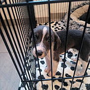 Iko participe au concours pour gagner de l'argent avec cette photo : animal, black_and_white, blanket, cage, cozy, crate, cute, dog, eyes, floor, fur, indoors, looking, metal_bars, paws, pet, pet_bed, puppy, snout, young_dog
