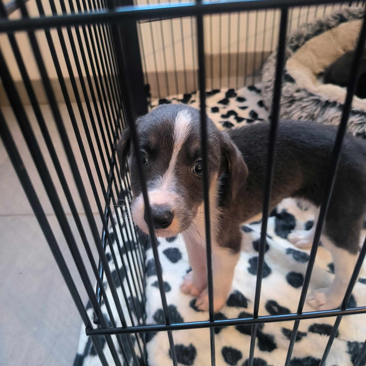 Iko participe au concours pour gagner de l'argent avec cette photo : animal, black_and_white, blanket, cage, cozy, crate, cute, dog, eyes, floor, fur, indoors, looking, metal_bars, paws, pet, pet_bed, puppy, snout, young_dog