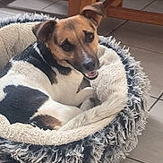 Roxy a rejoint le concours — aidez-le/la à gagner de superbes lots ! dog, pet_bed, shaggy, cozy, indoor, floor_tiles, wooden_furniture, happy_dog, curled_up, brown_and_black, smiling, animal, canine, resting, fur, looking_back, domestic, comfortable, companion, cute