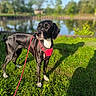 dog, black_dog, red_harness, leash, grass, pond, water, outdoor, nature, sunlight, shadow, trees, greenery, canine, pet, daylight, park, animal, standing, calm