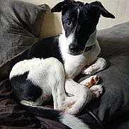 Kira a rejoint le concours — aidez-le/la à gagner de superbes lots ! dog, black_and_white, pet, indoor, blanket, cushion, curled_up, lying_down, canine, fur, ears, tail, paw, collar, resting, young_dog, comfortable, looking_at_camera, cozy, animal