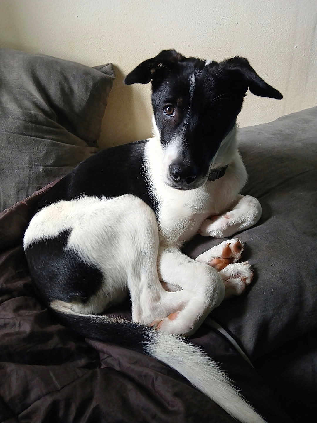 Kira a rejoint le concours — aidez-le/la à gagner de superbes lots ! dog, black_and_white, pet, indoor, blanket, cushion, curled_up, lying_down, canine, fur, ears, tail, paw, collar, resting, young_dog, comfortable, looking_at_camera, cozy, animal
