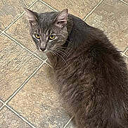 Rajah is registered to the contest to win money with this photo: animal, cat, closeup, cute, domestic_cat, ears, feline, floor, fur, gray_cat, indoor, looking_back, mammal, nose, pet, portrait, tail, tile_floor, whiskers, yellow_eyes