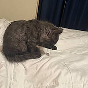 Shadow is registered to the contest to win money with this photo: cat, gray_cat, bed, white_bedspread, indoor, grooming, feline, pet, curled_tail, fur, cozy, curtains, wall, animal, resting, domestic_cat, cute, furry, small_animal, sleepy