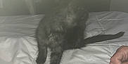 Shadow joined the competition — help win amazing prizes! cat, bed, blanket, furniture, indoor, person, hand, clothing, dark_fur, white_bedspread, room, fist, pet, animal, blurred, clothes, background, soft_texture, resting, domestic