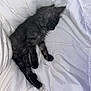 Shadow joined the competition — help win amazing prizes! kitten, cat, sleeping, fur, pet, animal, cozy, white_comforter, resting, cute, fluffy, domestic_cat, indoor, young_cat, soft, relaxed, nap, feline, quiet, peaceful