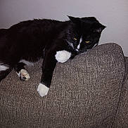 Blackie joined the competition — help win amazing prizes! cat, black_and_white, feline, pets, indoor, couch, furniture, relaxing, resting, animal, whiskers, paw, claws, fur, domestic, cute, lazy, mammal, home, sleepy