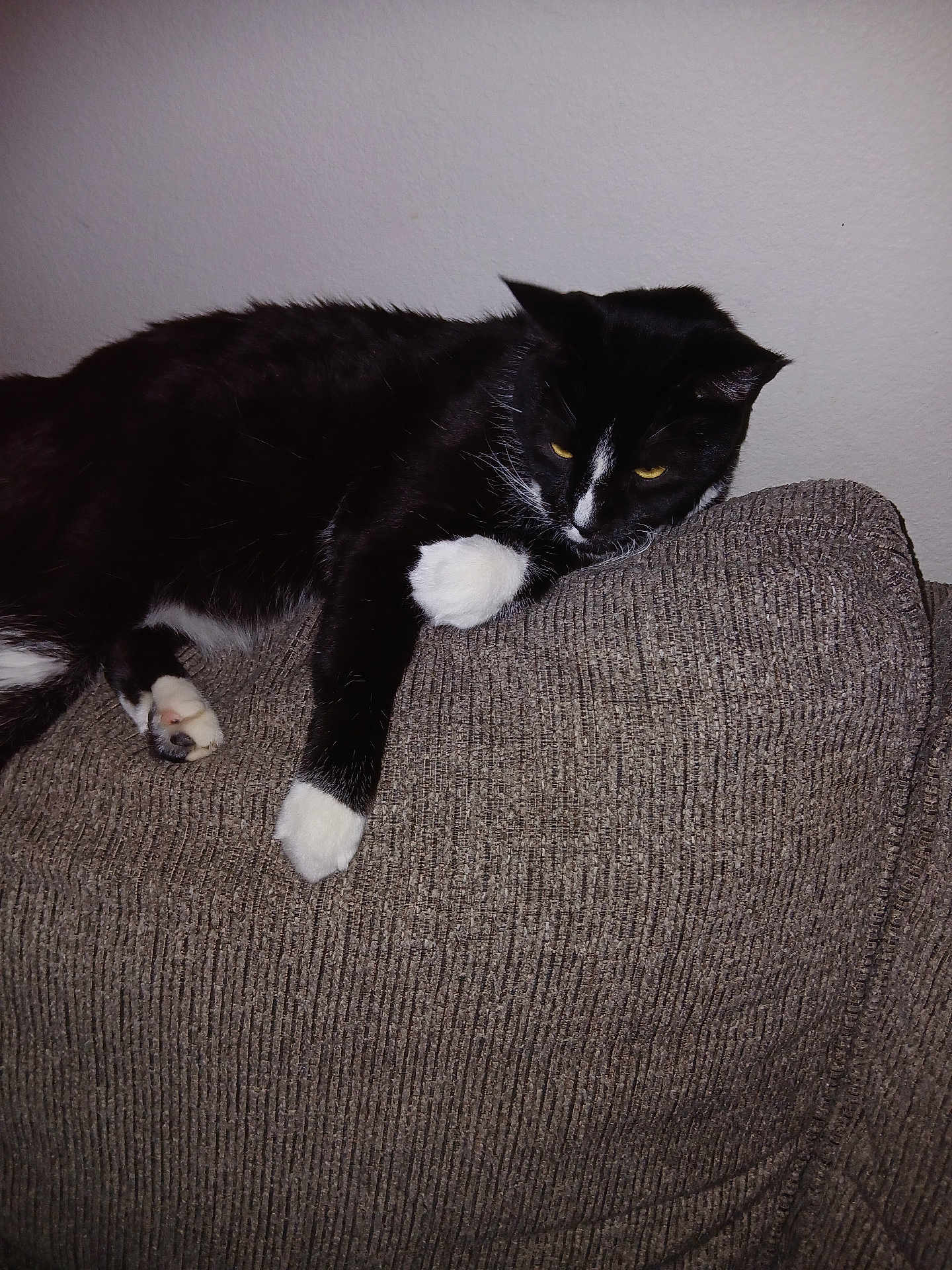 Blackie joined the competition — help win amazing prizes! cat, black_and_white, feline, pets, indoor, couch, furniture, relaxing, resting, animal, whiskers, paw, claws, fur, domestic, cute, lazy, mammal, home, sleepy