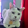 animal, black_markings, cat, closeup, collar, curtain, decor, ears, face, feline, indoor, lounging, pet, red_curtain, resting, table, tag, wall, whiskers, white_cat