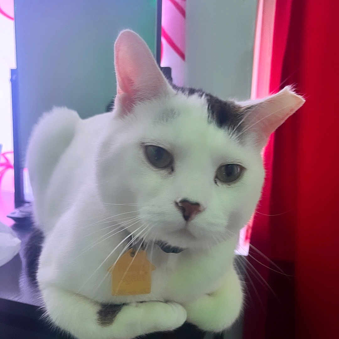 Mylo