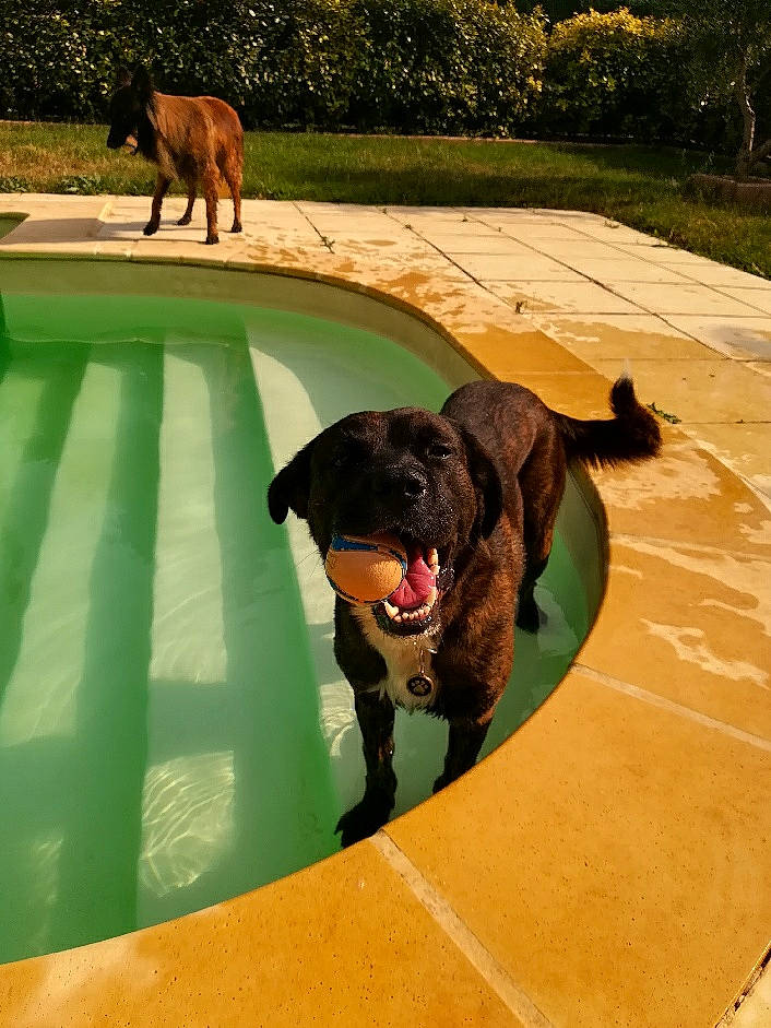 Falco participe au concours pour gagner de l'argent avec cette photo : canidae, carnivore, dog, dog_breed, fawn, grass, green, labrador_retriever, leisure, retriever, sporting_group