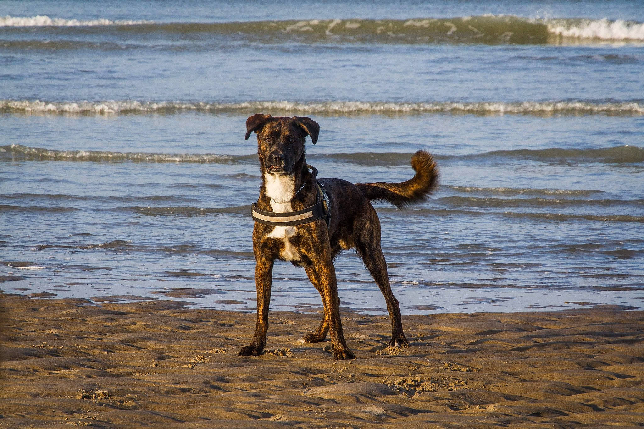 Falco participe au concours pour gagner de l'argent avec cette photo : africanis, beach, canidae, carnivore, dog, dog_breed, fawn, great_dane, guard_dog, hunting_dog, mammal, sea, sporting_group, vertebrate, working_dog