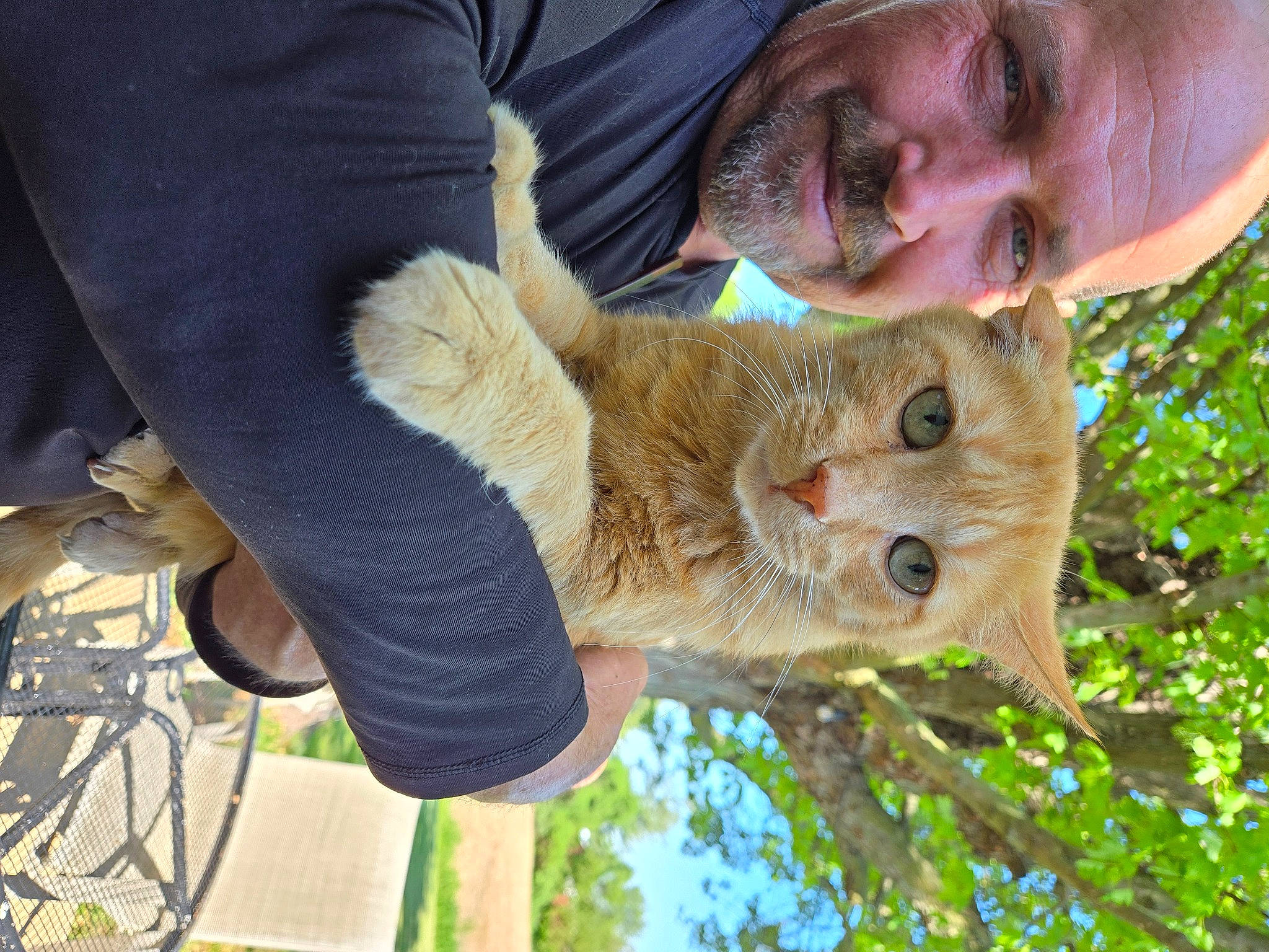 Tom is registered to the contest to win money with this photo: beard, carnivore, cat, domestic_short_haired_cat, ear, fawn, felidae, fur, grass, hand, plant, small_to_medium_sized_cats, snout, sporting_group, tail, tree, trunk, vertebrate, whiskers, wildlife