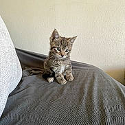Pope is registered to the contest to win money with this photo: kitten, cat, tabby, pet, indoor, blanket, couch, fur, animal, cute, small, young, domestic, mammal, whiskers, ears, eyes, sitting, texture, cozy
