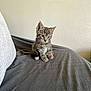 kitten, cat, tabby, pet, indoor, blanket, couch, fur, animal, cute, small, young, domestic, mammal, whiskers, ears, eyes, sitting, texture, cozy