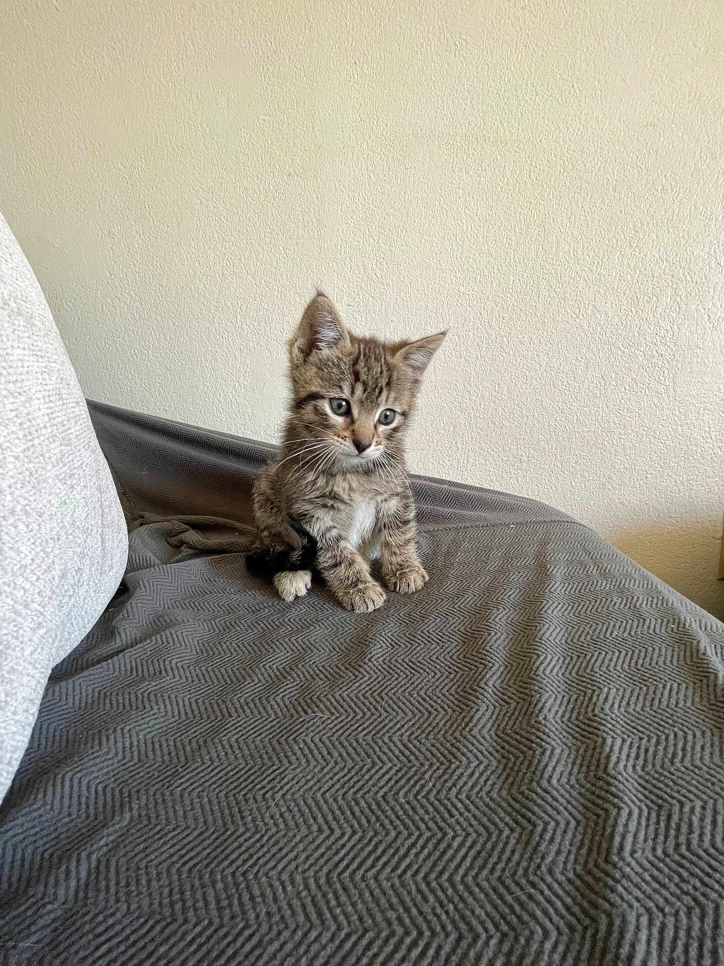 Pope is registered to the contest to win money with this photo: kitten, cat, tabby, pet, indoor, blanket, couch, fur, animal, cute, small, young, domestic, mammal, whiskers, ears, eyes, sitting, texture, cozy