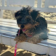 Shantal is registered to the contest to win money with this photo: puppy, dog, bench, leash, outdoor, sunlight, sand, happy, tongue_out, fur, pet, animal, cute, resting, summer, wood, playful, young_dog, smiling, small_dog