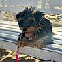 puppy, dog, bench, leash, outdoor, sunlight, sand, happy, tongue_out, fur, pet, animal, cute, resting, summer, wood, playful, young_dog, smiling, small_dog