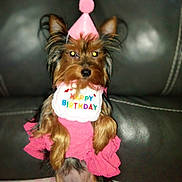 Maya is registered to the contest to win money with this photo: animal, birthday, celebration, costume, cute, decor, dog, flash_reflection, fluffy, fur, happy_birthday, indoor, leather_couch, party_hat, pet, pet_clothing, pink_dress, portrait, sitting, small_dog