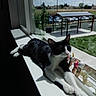 Miso is registered to the contest to win money with this photo: cat, black_and_white, windowsill, indoor, sunlight, relaxed, lying_down, whiskers, pink_nose, green_eyes, toy_figures, figurines, window, outdoor_view, parking_area, cars, grass, sky, residential, shadow
