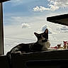 Miso joined the competition — help win amazing prizes! cat, black_and_white, window, windowsill, indoor, outdoor_view, sky, clouds, sunlight, portrait, sitting, lying_down, whiskers, ears, tail, fur, power_lines, toy_figures, home, backlighting