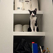Miso joined the competition — help win amazing prizes! cat, tuxedo_cat, pet, animal, sitting, shelf, bathroom, toilet_paper, paper_rolls, household_items, indoor, portrait, black_and_white, whiskers, ears, green_eyes, storage, bag, plant, funny