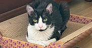 Miso is registered to the contest to win money with this photo: cat, tuxedo_cat, pet, animal, black_and_white, green_eyes, whiskers, ears, pink_nose, fur, sitting, lying_down, cardboard_box, scratcher, indoor, home, wooden_floor, furniture, fish_pattern, portrait