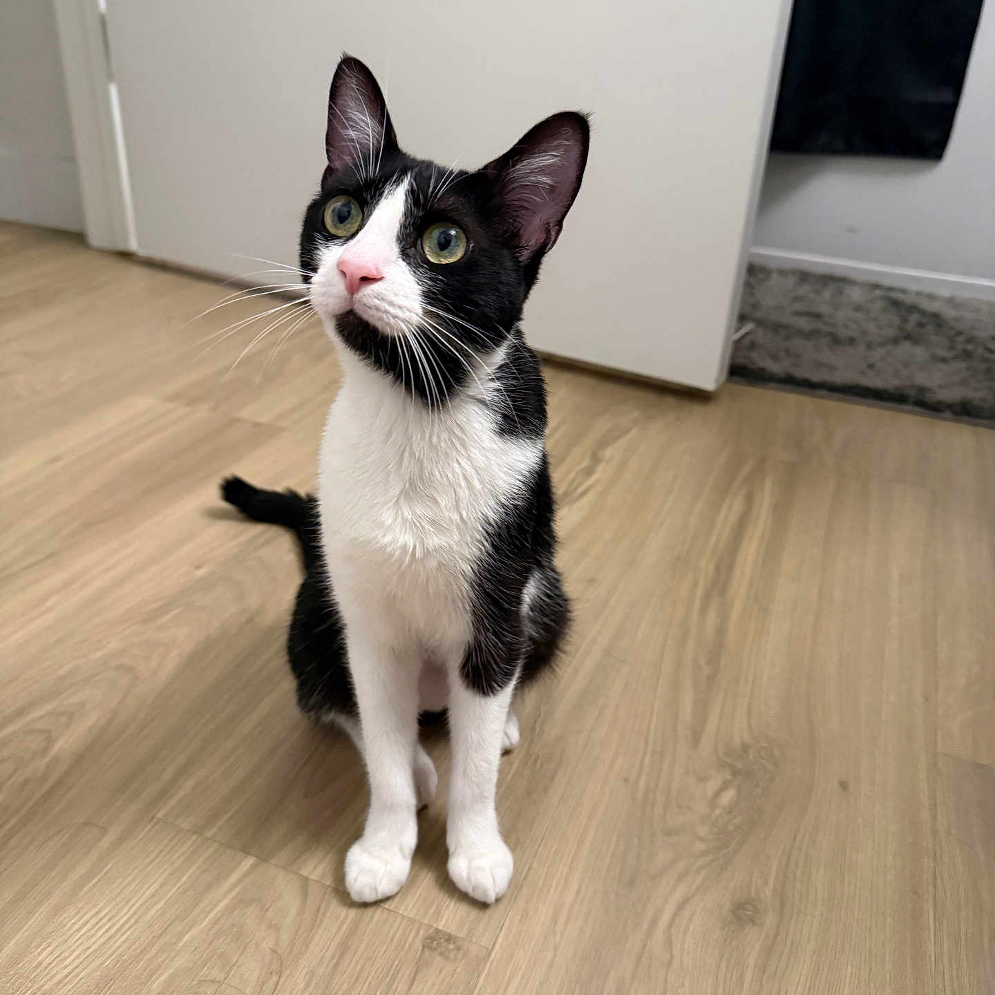 Miso is registered to the contest to win money with this photo: cat, tuxedo_cat, black_and_white, pet, animal, sitting, portrait, whiskers, ears, eyes, pink_nose, white_paws, fur, indoor, wooden_floor, home, door, carpet, alert, cute