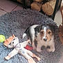 Alix a rejoint le concours — aidez-le/la à gagner de superbes lots ! animal, cozy, cute, dog, domestic, firewood, floor_tiles, fur, gray, home, indoor, pet_bed, puppy, resting, small_dog, stuffed_toy, tennis_ball, toy, white, wood_logs