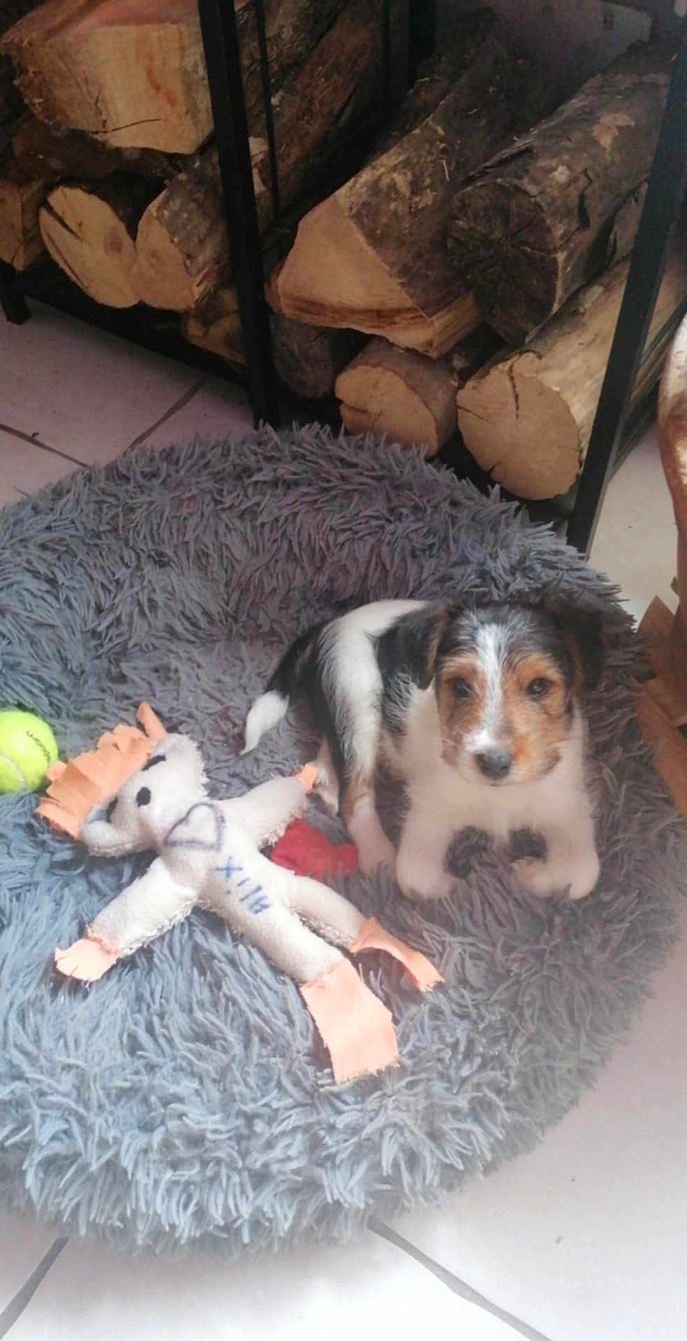 Alix a rejoint le concours — aidez-le/la à gagner de superbes lots ! animal, cozy, cute, dog, domestic, firewood, floor_tiles, fur, gray, home, indoor, pet_bed, puppy, resting, small_dog, stuffed_toy, tennis_ball, toy, white, wood_logs